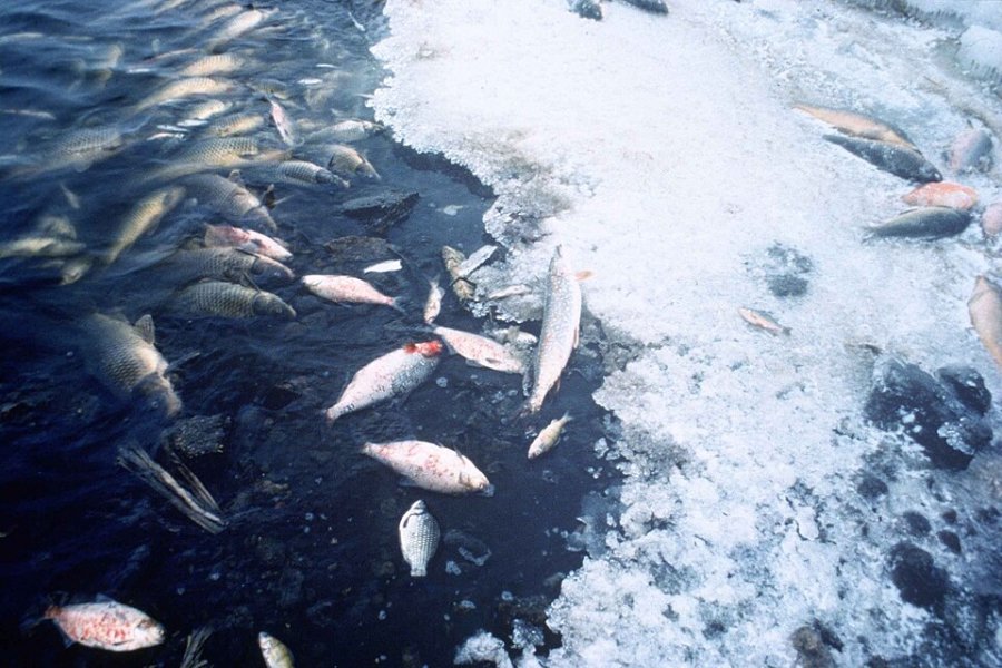 Peces muertos en el mar