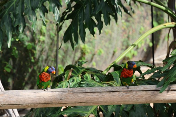 Espacio para aves exóticas en zoológico