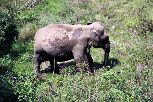 Elefante en su hábitat